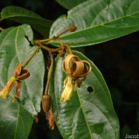 Grewia carpinifolia Juss.